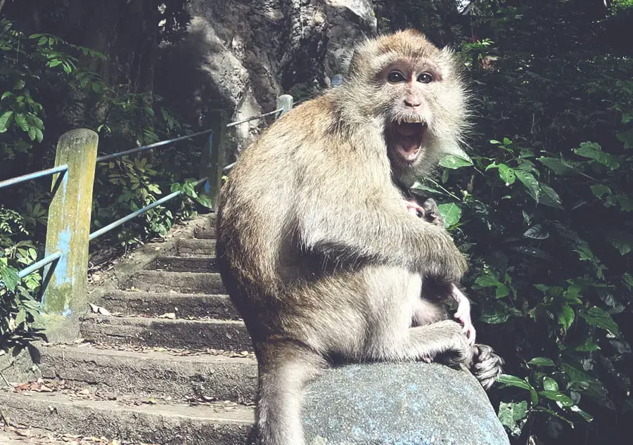 Tiger Cave Temple monkey