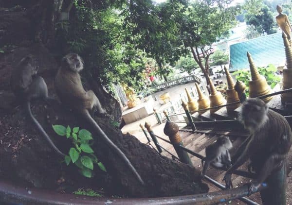7 Best Places Where To See Monkeys In Thailand? (Safety Tips Included)