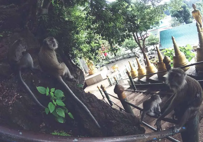 Wild monkeys in Thailand