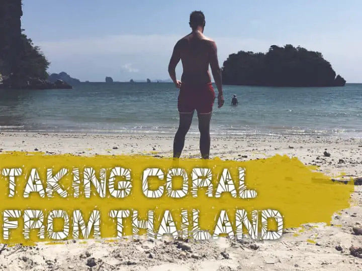 Can I Take Coral Home From Thailand (A Very Bad Idea)